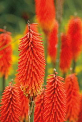 Kniphofia Echo Rojo