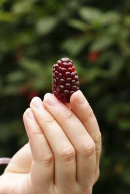 Loganberry