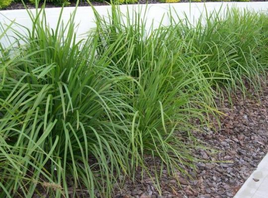 Lomandra Green Allure