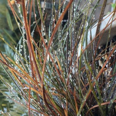 Lomandra Highlight Bronze