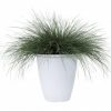 Lomandra Highlight Silver Blue