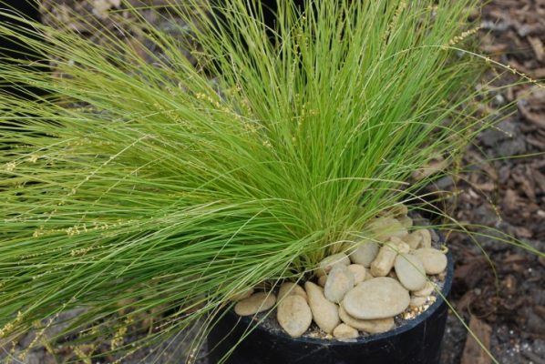 Lomandra Lime Divine