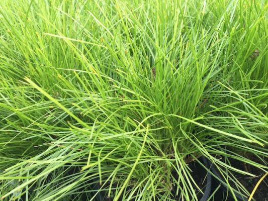 Lomandra Little Pal