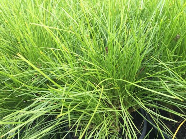 Lomandra Little Pal