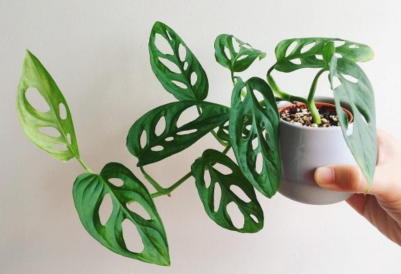 Monstera Adansonii Mini