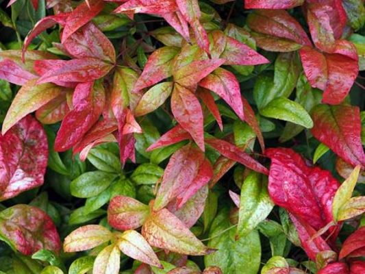 Nandina Citylight