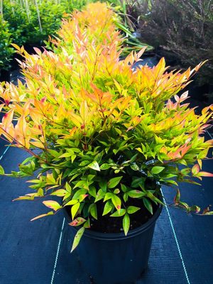 Nandina Moon Bay