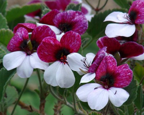 Pelargonium Splendide