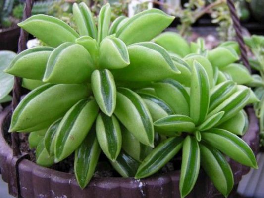 Peperomia Dolabriformis