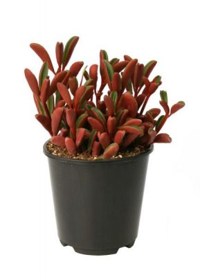 Peperomia Graveolens