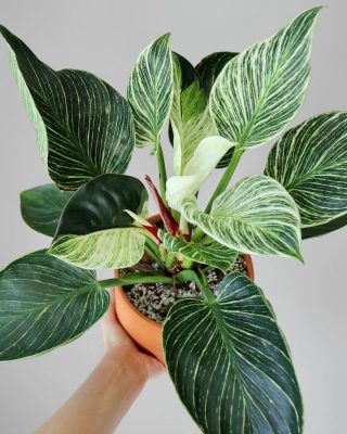 Philodendron Birkin