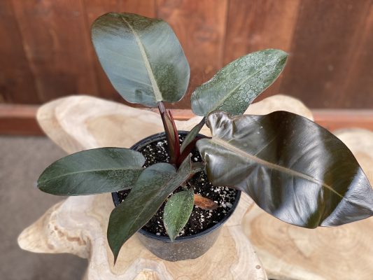 Philodendron Black Cardinal
