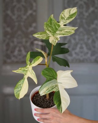 Philodendron Florida beauty Variegated