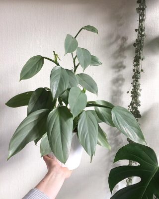 Philodendron Hastatum