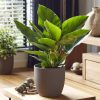 Philodendron Imperial Green