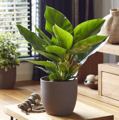 Philodendron Imperial Green