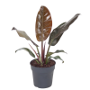 Philodendron Imperial Red
