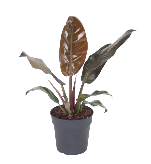 Philodendron Imperial Red