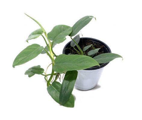 Philodendron Panduriforme