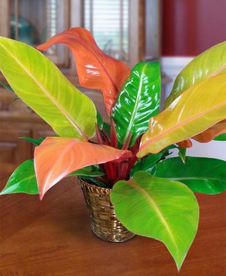 Philodendron Prince Of Orange