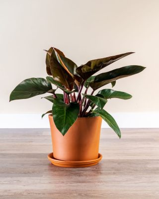 Philodendron Rojo Congo