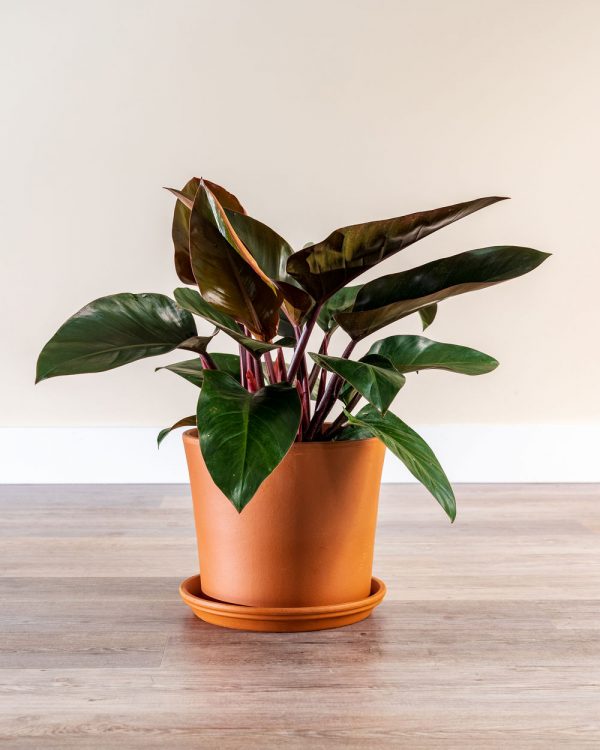 Philodendron Rojo Congo