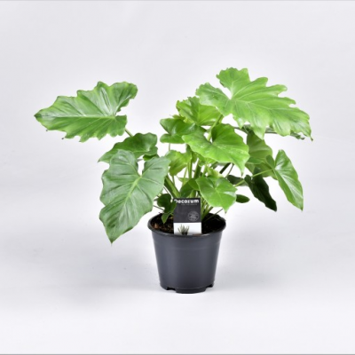 Philodendron Shangri La