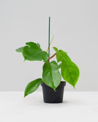 Philodendron Squamiferam