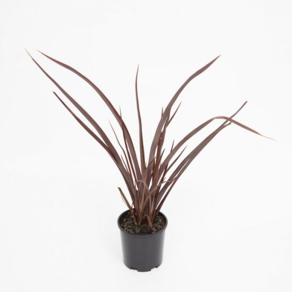 Phormium Anna Red