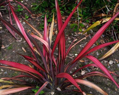 Phormium Bright Bronze Pink