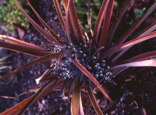 Phormium Bronze Baby