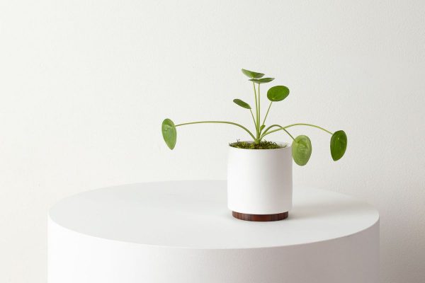 Pilea Peperomioides