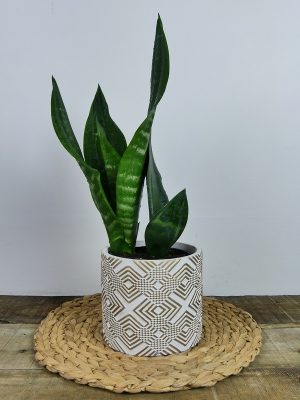 Sansevieria Black Dragon