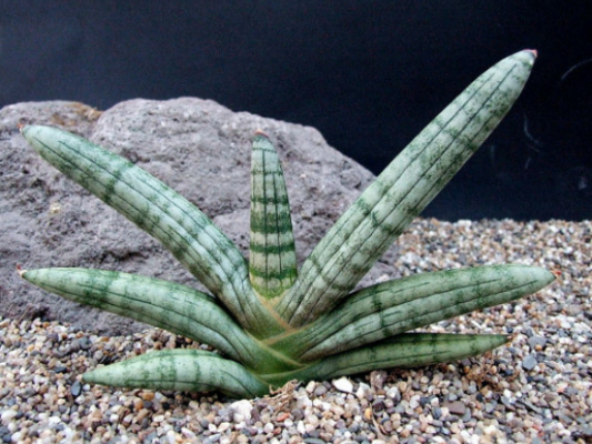 Sansevieria Boncel
