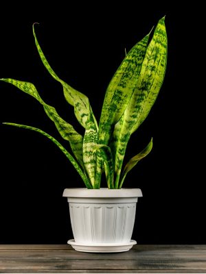 Sansevieria Snake