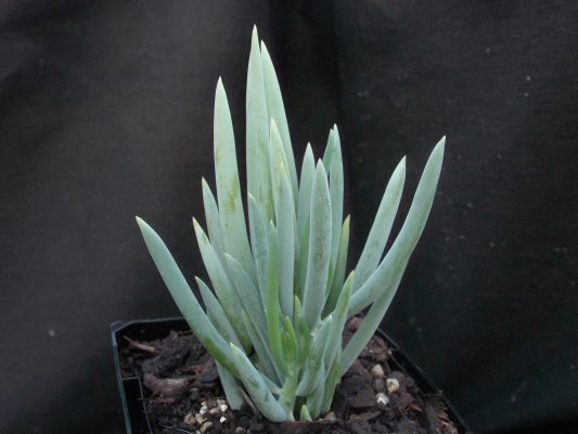 Senecio Nola's Pride