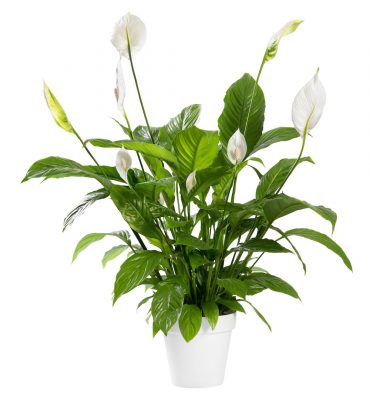 Spathiphyllum Benito