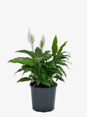 Spathiphyllum Chico