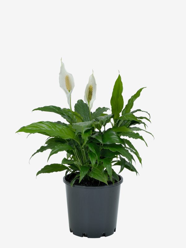 Spathiphyllum Chico