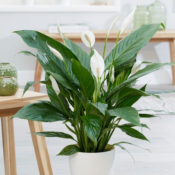 Spathiphyllum Cupido