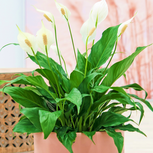 Spathiphyllum Felina