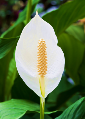 Spathiphyllum Jet Junior