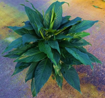 Spathiphyllum Maracay