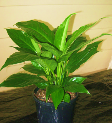 Spathiphyllum Stephanie