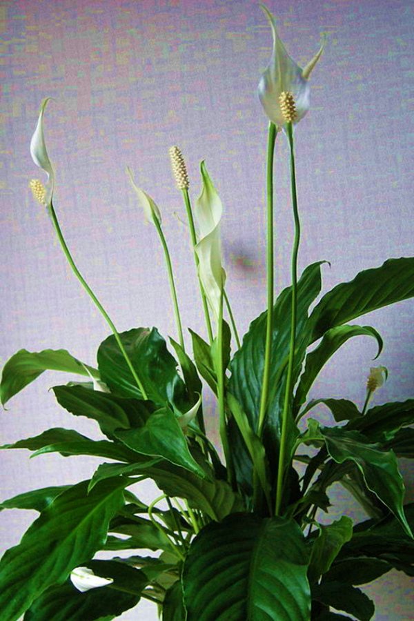 Spathiphyllum Sweet Romano