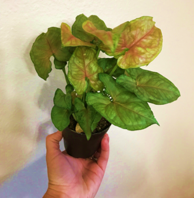 Syngonium Berry