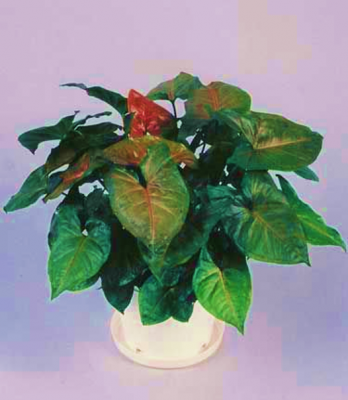 Syngonium Maria