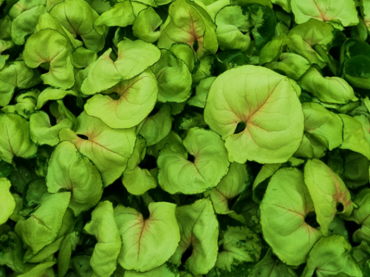 Syngonium Roxana