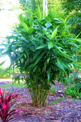 Thysanolaena Tiger Grass