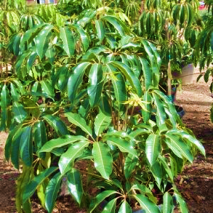 Tupiadanthus Calyptratus